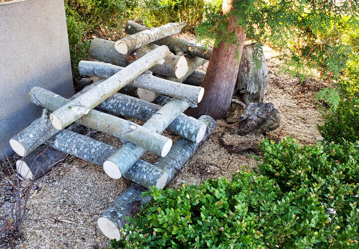 Bûches de Champignons