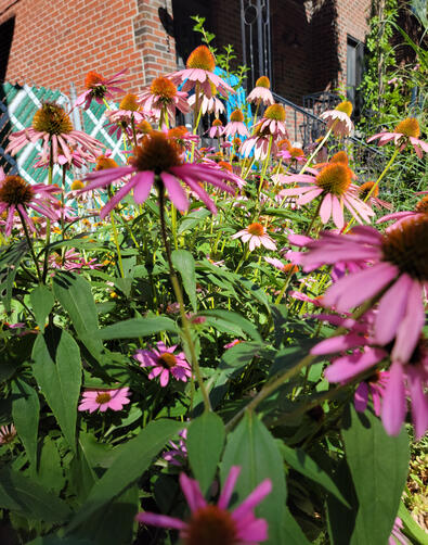 Jardin Pollinisateur Urbain - Deuxième Saison