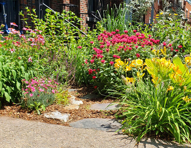 Jardin Pollinisateur Urbain - Troisième Saison