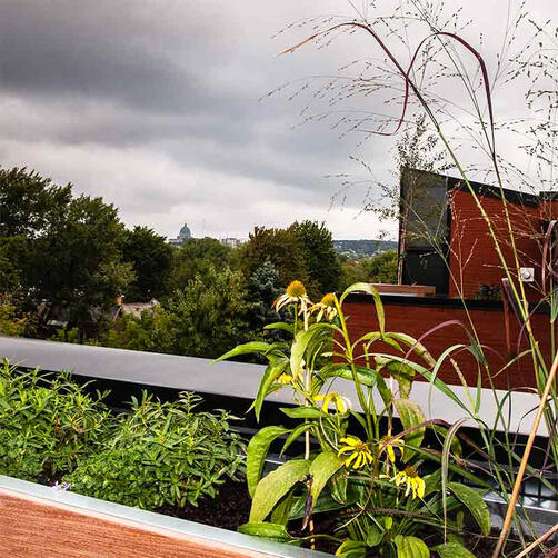Jardin de Toit Végétalisé Urbain