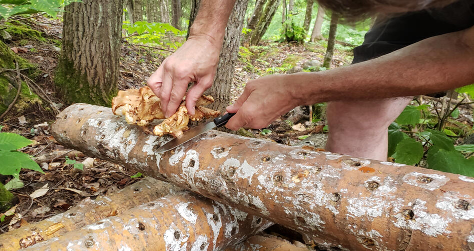 Récolte de Champignons