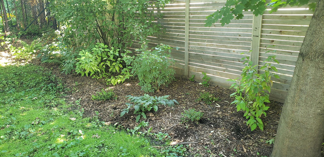 Jardin Pollinisateur Urbain - 1ière Saison